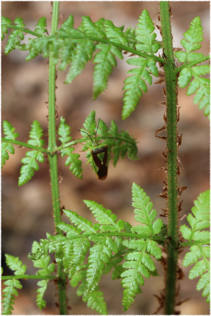 Stachelwanze, auch als Wipfelwanze bezeichnet