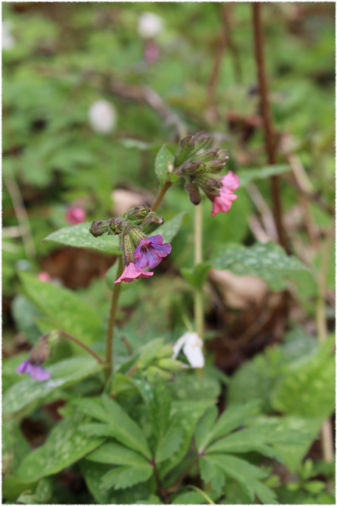 Geflecktes Lungkraut