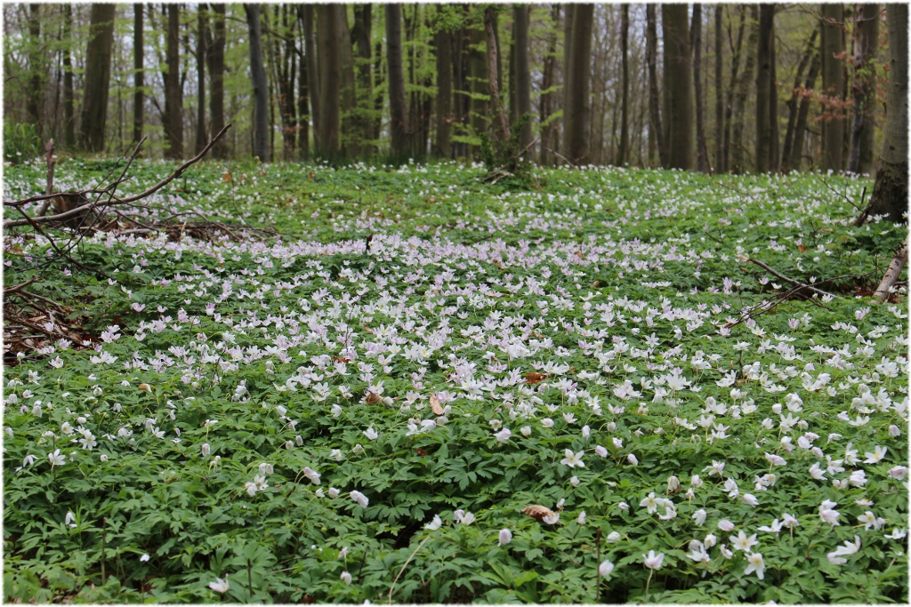 Buschwindröschenteppich