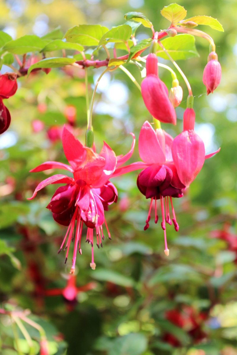 Insel_Mainau_Bodensee07