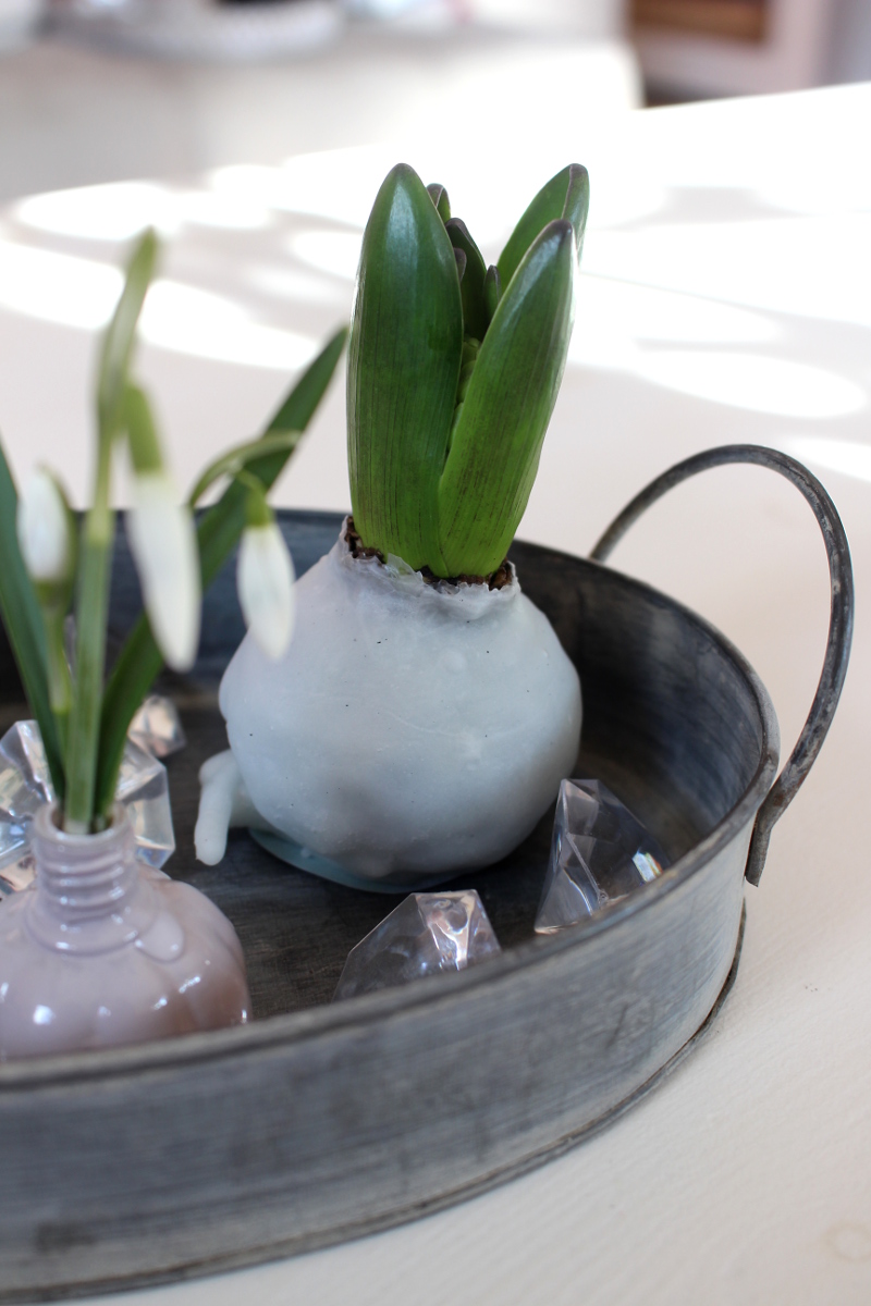 Ostern_Hyazinthen_in_Wachs04