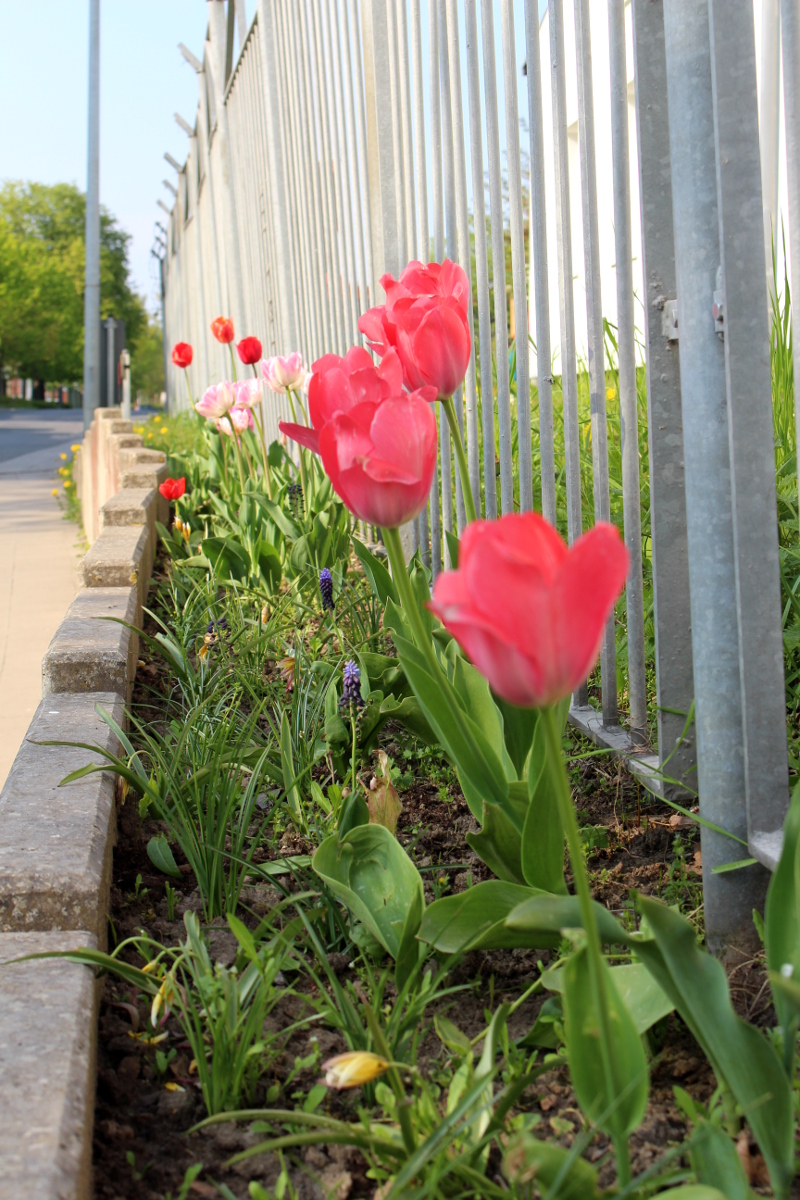Frühling-MV-bei-Rostock01