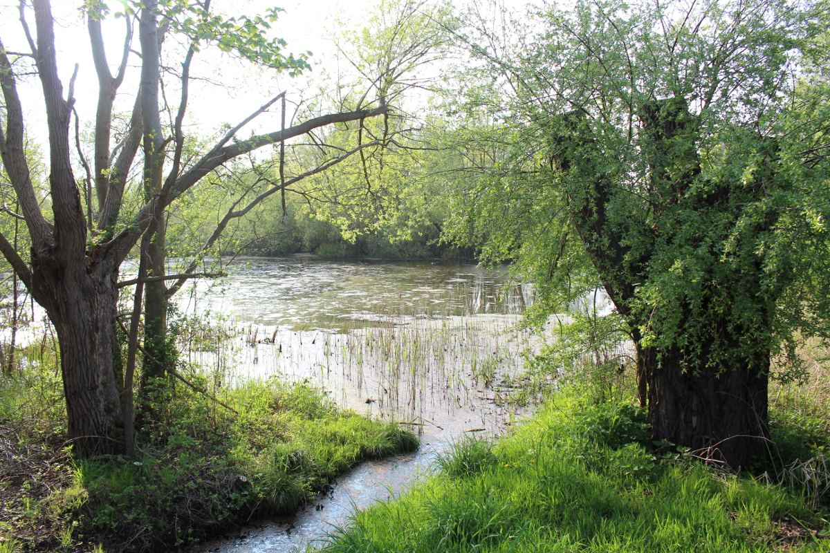 Frühling-MV-bei-Rostock09