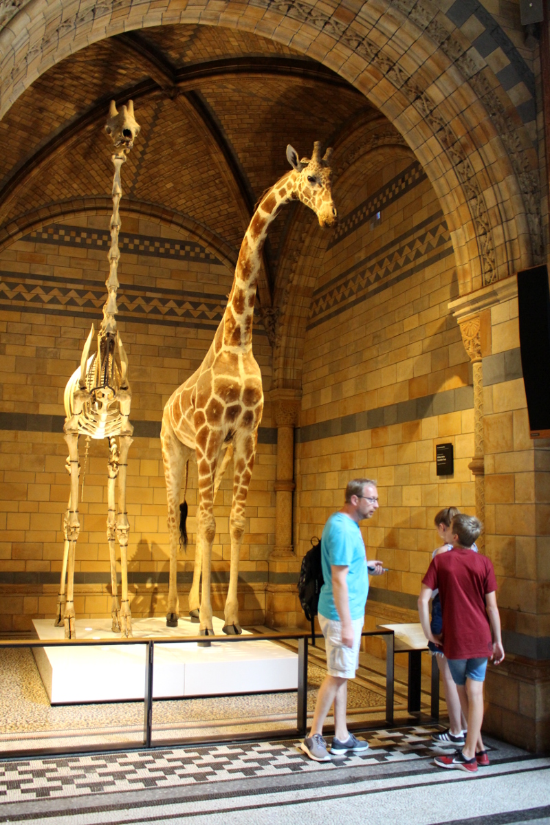 London_6Adds_National-History-Museum04