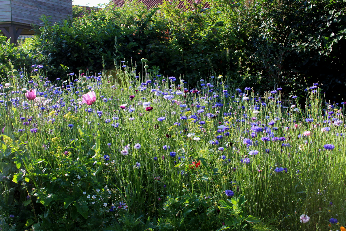 Garten_Bienenwiese_Rosen01