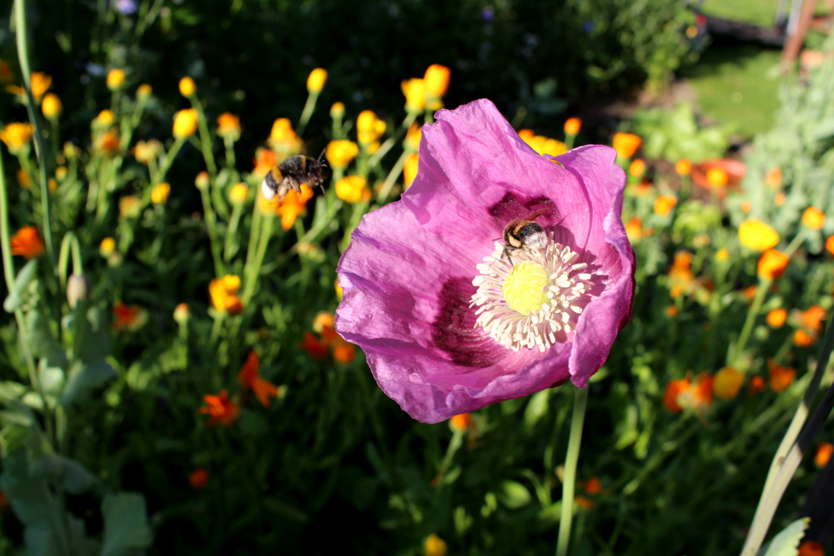 Garten_Bienenwiese_Rosen03