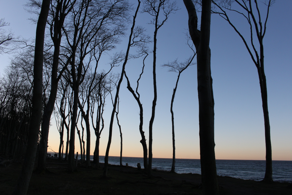 Gespensterwald-Ostsee03