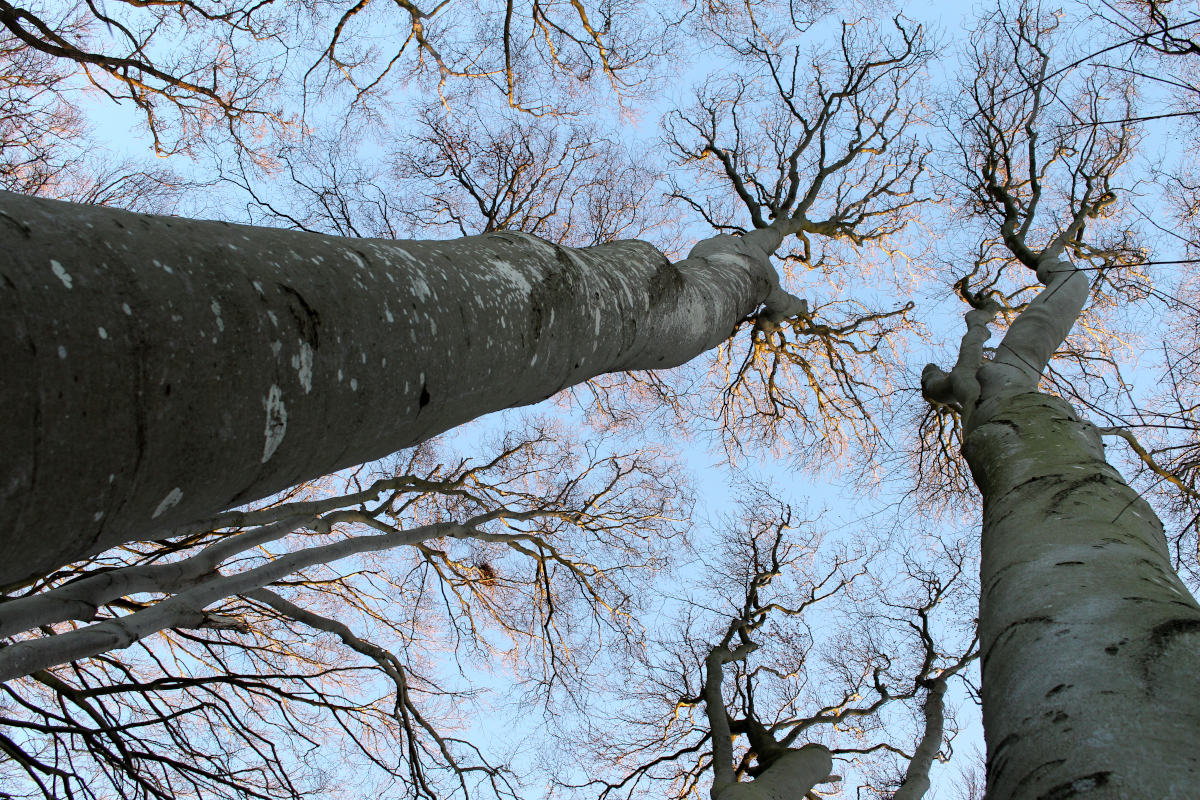 Gespensterwald-Ostsee06