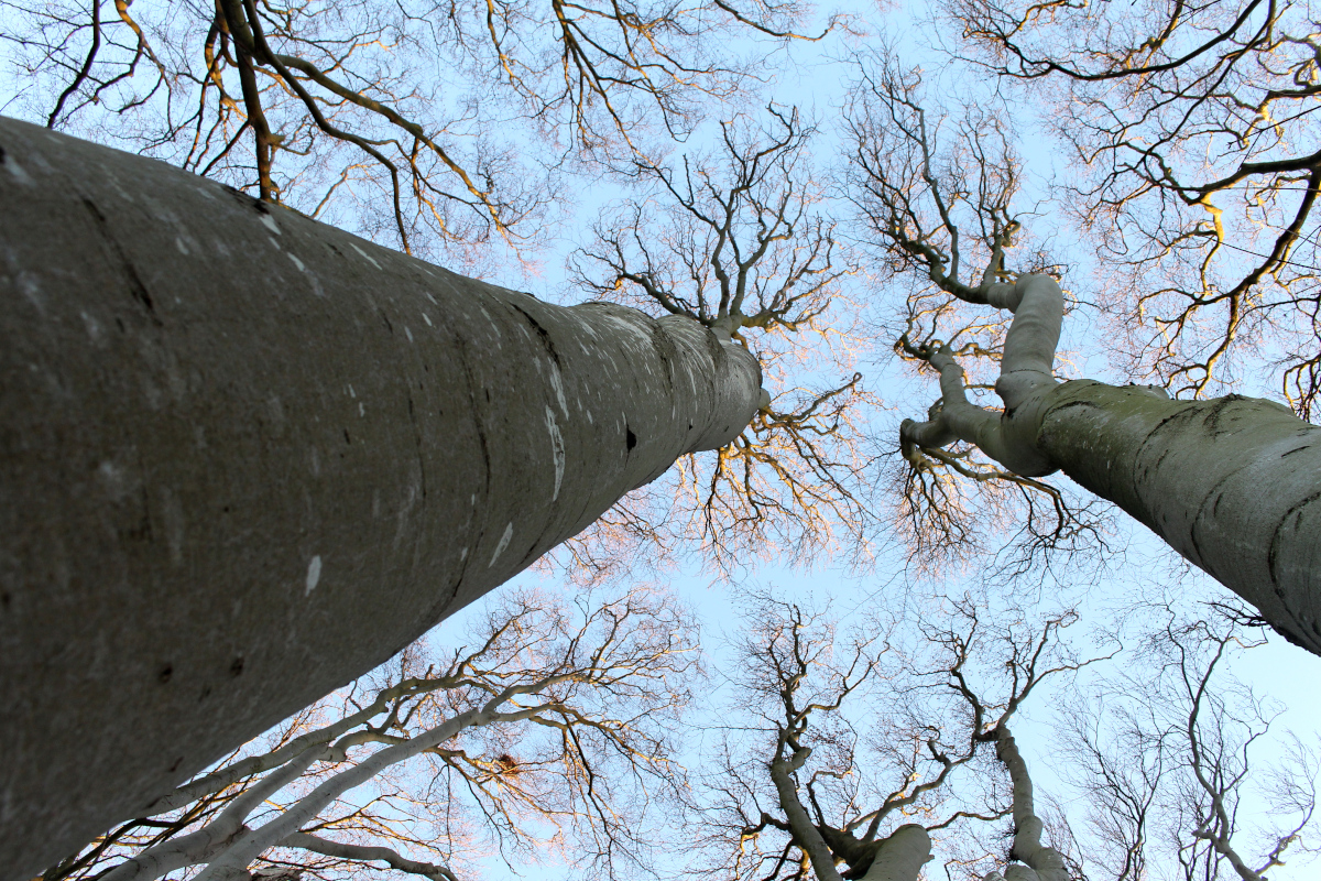 Gespensterwald-Ostsee07